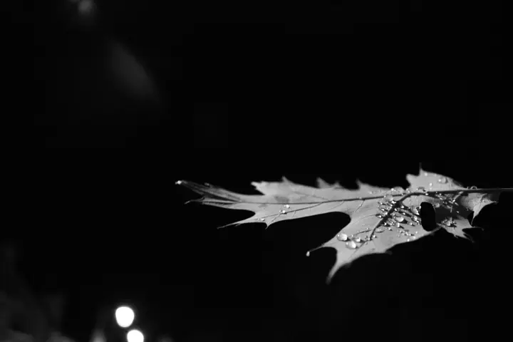 Une feuille de chêne couverte de gouttes, sur fond noir