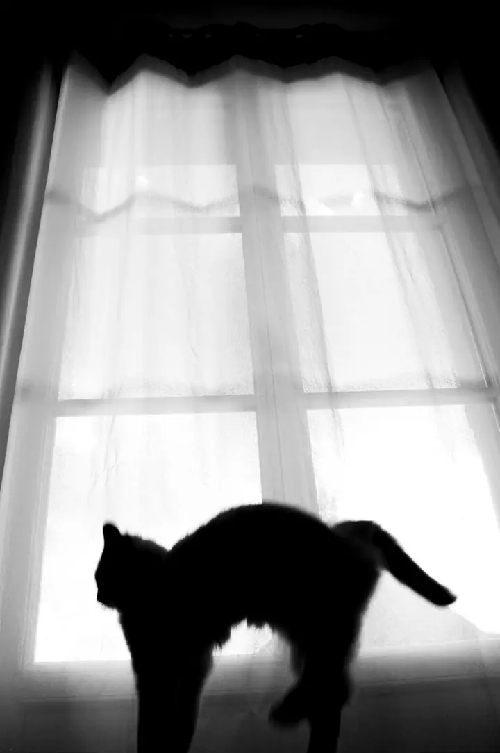 La silhouette d’un chat qui s’étire devant une fenêtre voilée