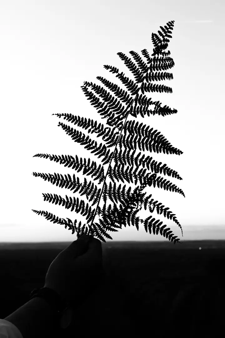 Une main tient une fougère à contre-jour, au-dessus de l’horizon