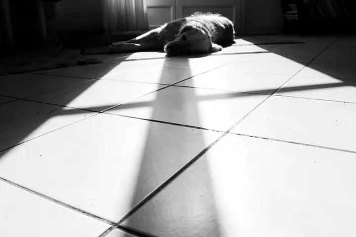 Un chien endormi sur un carrelage, dans un rai de lumière