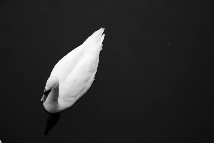 Un cygne blanc vu d’en haut, sur une eau noire