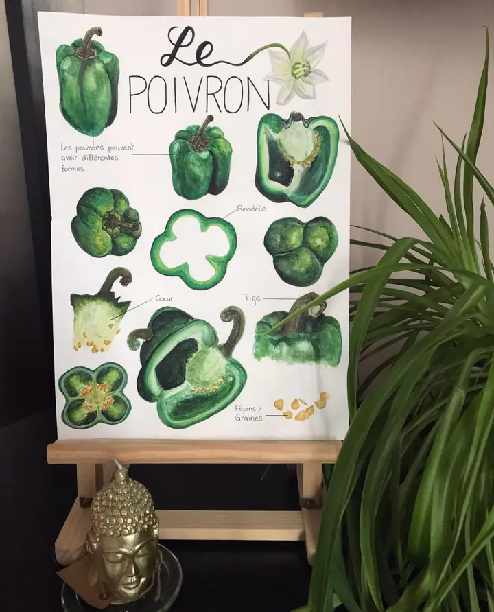 Planche « Le poivron » : des poivrons verts dessinés entiers et en coupe, sur un chevalet