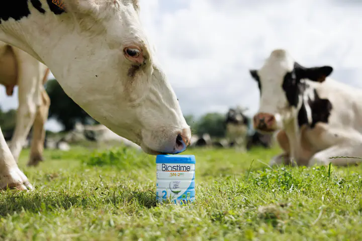 Une vache broute à côté d’une boîte de lait Biostime